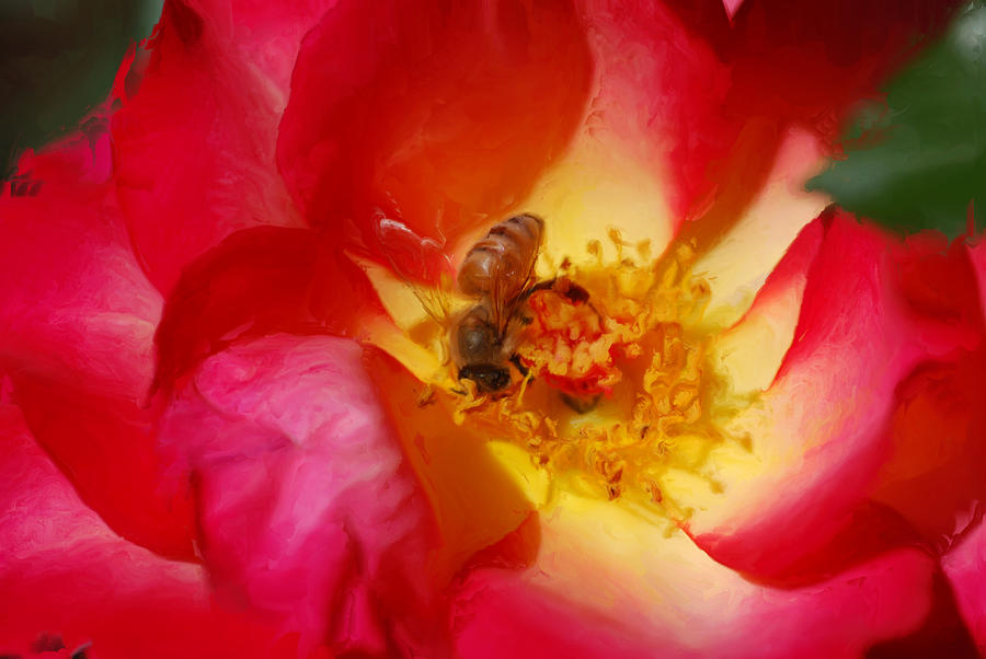 BeeToBee Photograph by Don Wright