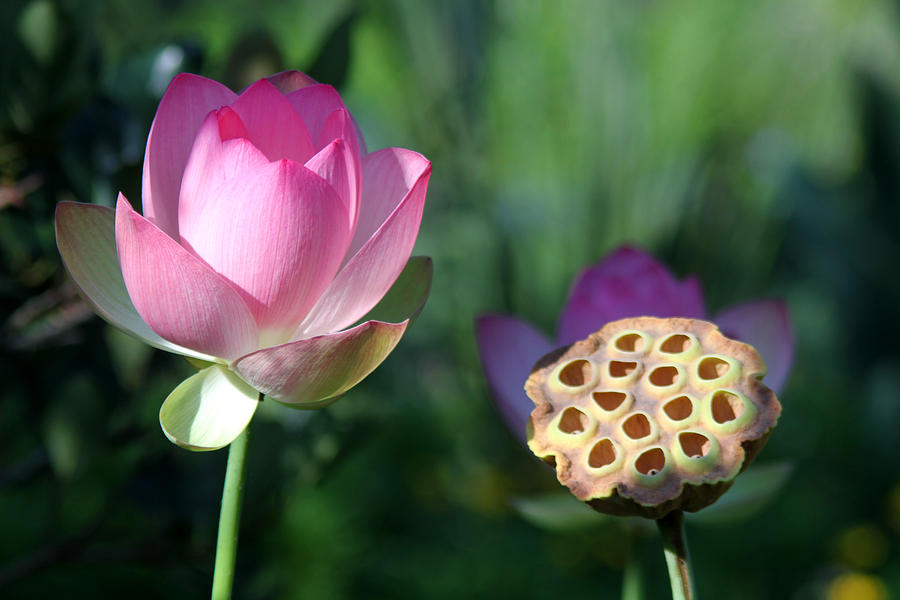 Pink Lilies Photograph - Before and After by Jose Rodriguez Pink Lilies Photograph - Before and After by Jose Rodriguez