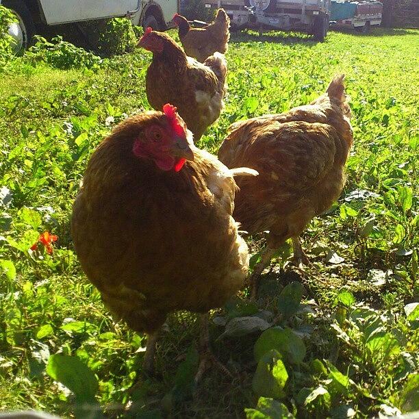 Bird Photograph - before They Attacked - #chickens by Robin Beer