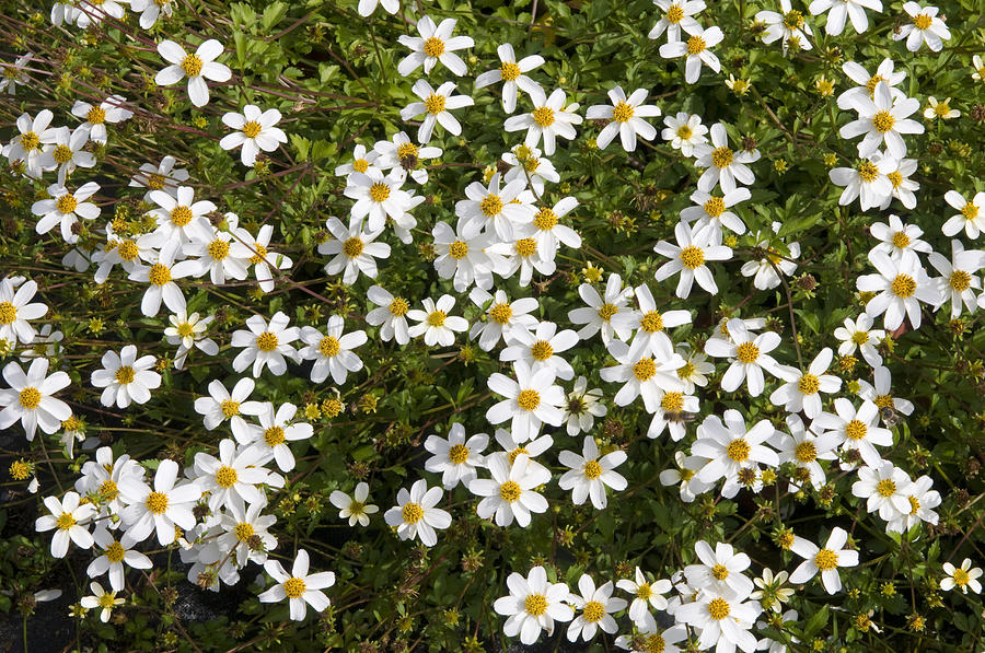 Beggartick Bidens Sp Alba Variety Photograph by VisionsPictures Beggartick Bidens Sp Alba Variety Photograph by VisionsPictures
