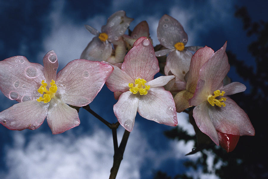 Begonia Begonia Santos-limae Photograph by Mark Moffett