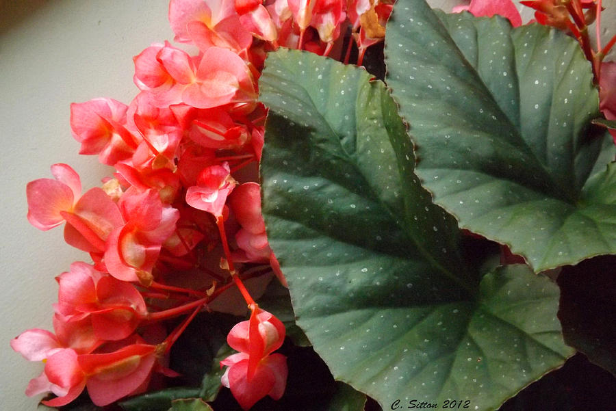 Begonia Photograph by C Sitton