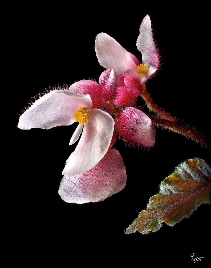 Begonia Photograph by Endre Balogh