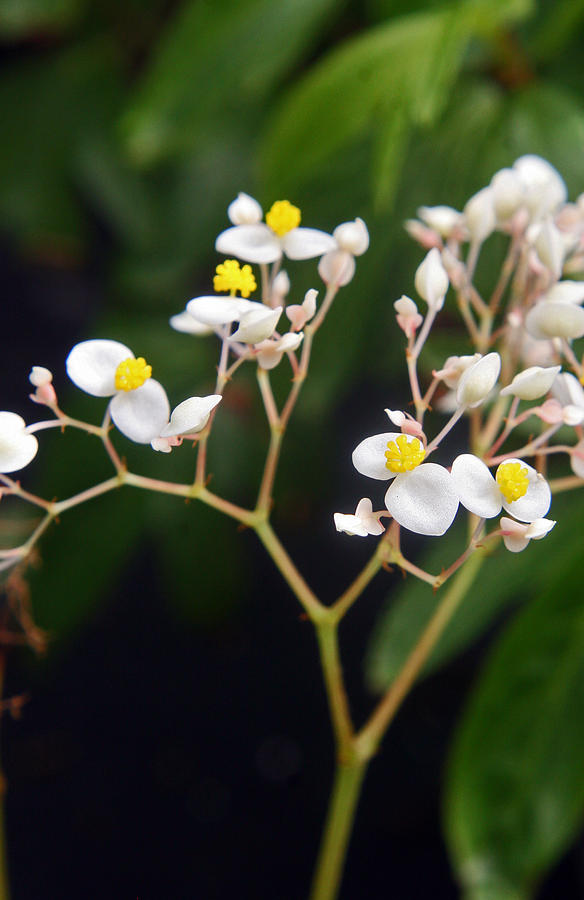 Begonia Flocifera 2 Photograph by Kenric A Prescott