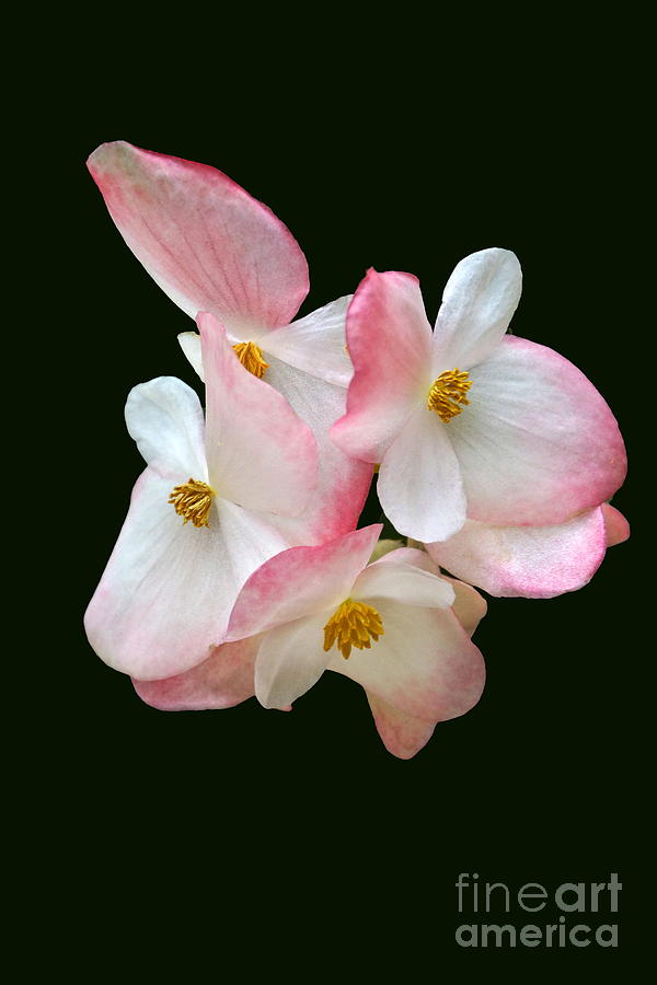 Begonia Flower Gems Photograph by Byron Varvarigos