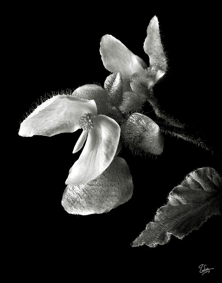 Begonia in Black and White Photograph by Endre Balogh