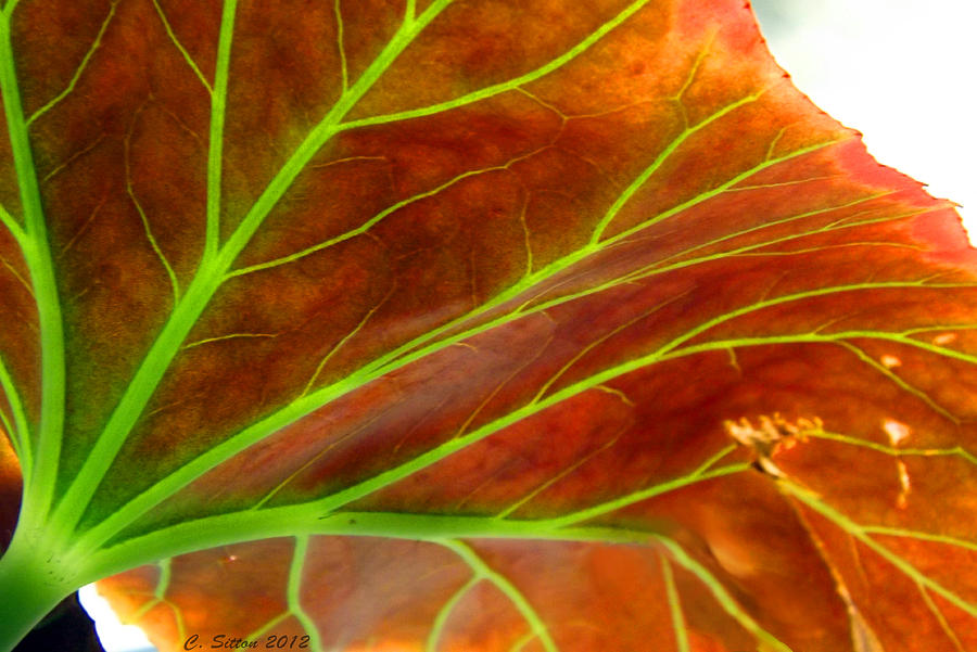 Begonia Leaf 2 Photograph by C Sitton