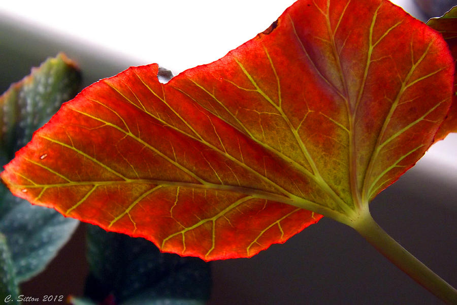 Begonia Leaf Photograph by C Sitton