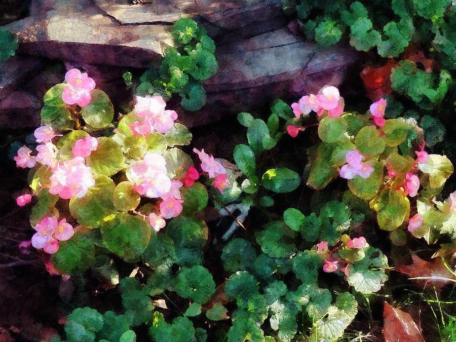 Begonias By Stone Wall Photograph by Susan Savad