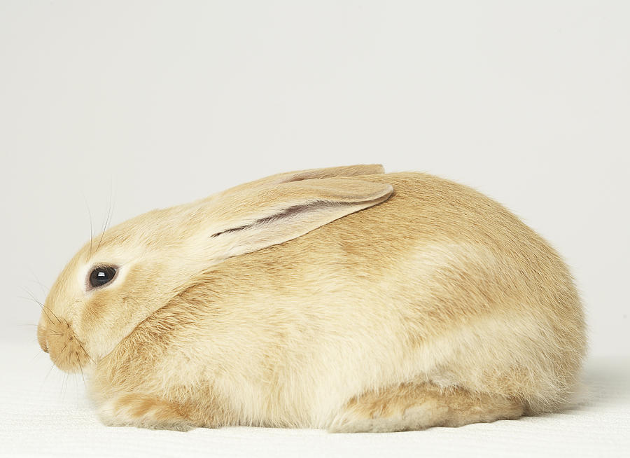 blossom beige bunny medium