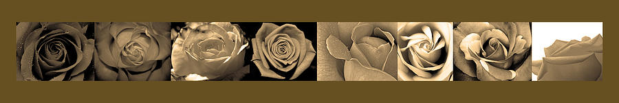 Beige Roses Photograph