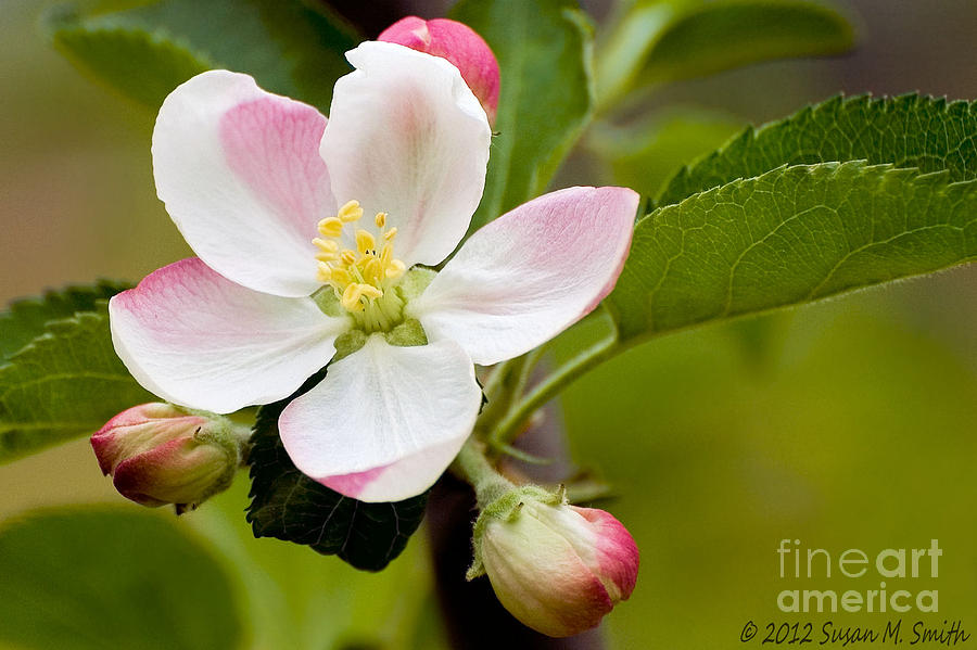 Spring Photograph - Being Fruitful by Susan Smith