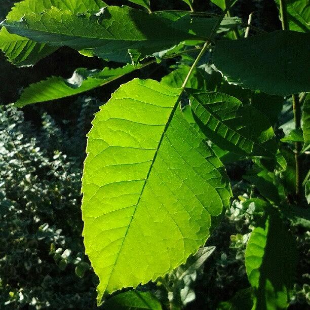 Nature Photograph - Beleaf Me #leaf #leaves #nature by Haley BCU