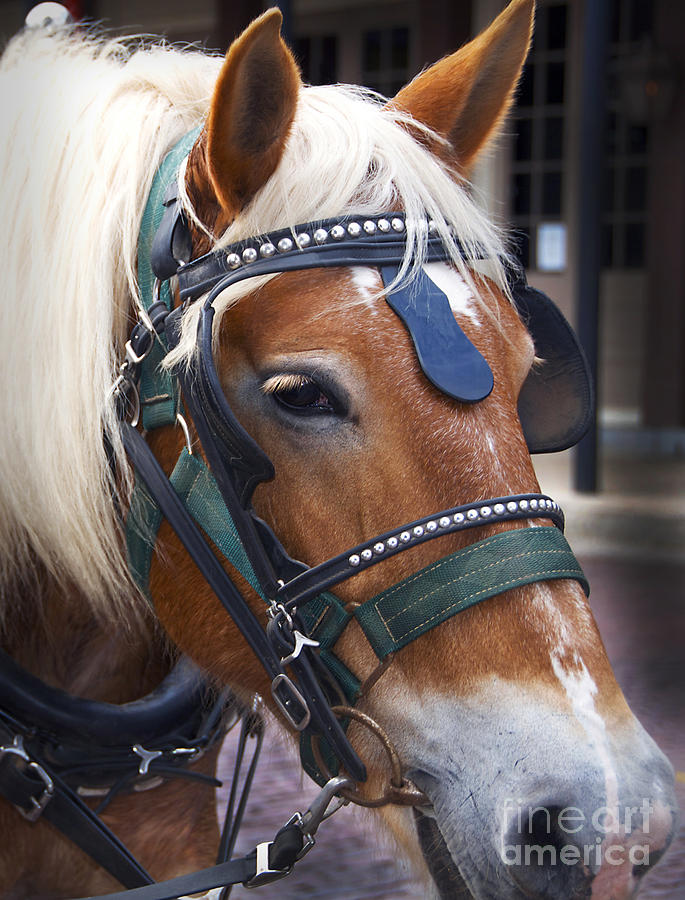 Belgium Draft Horse Photograph by Jeanne  Woods