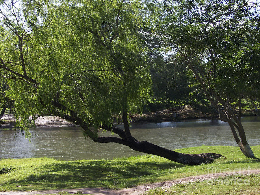 Tree Photograph - Belize River in San Ignacio by Kathy McClure