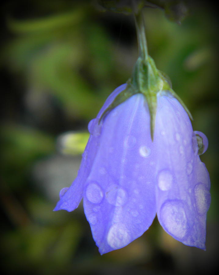 Bell Drops Photograph by Jessica Duede - Fine Art America