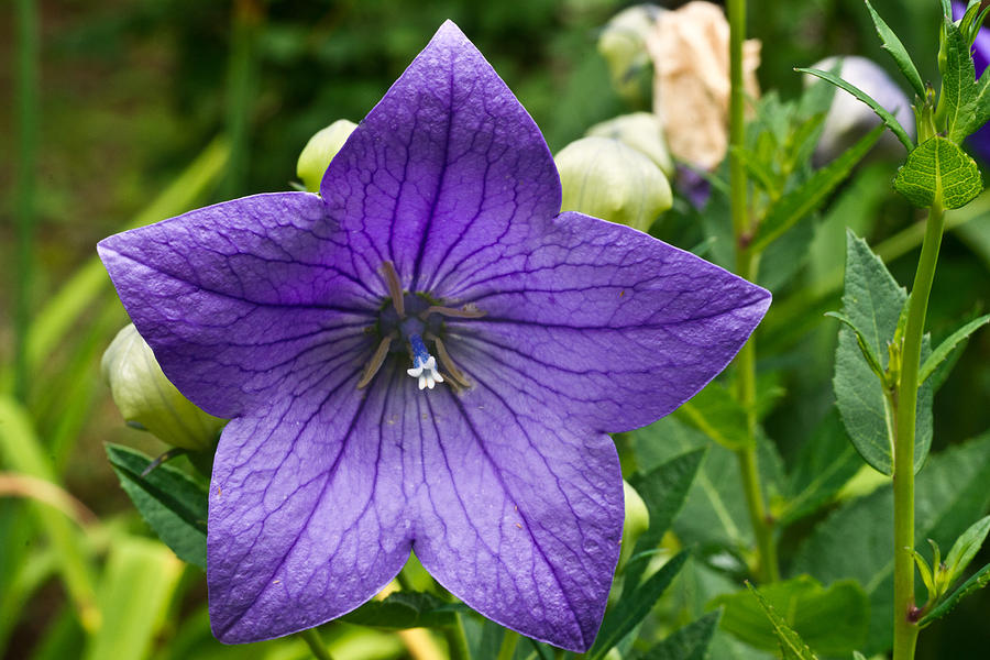 bell bottom flower