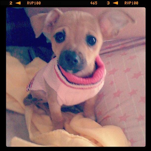 Chihuahua Photograph - Bella @ 4 Months Old💘🌟 by Rosa Leon