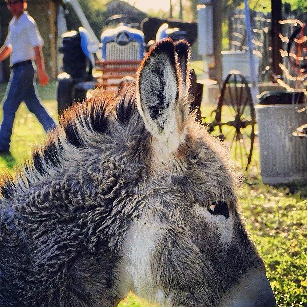Donkey Photograph - Bella. #donkey #ranch #flatonia #texas by Victoria Haas