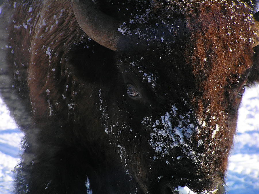 Belligerent Bison Photograph by Pat Moore