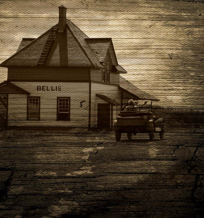 Bellis Alberta Photograph by J C - Fine Art America