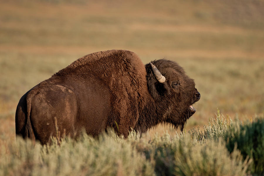 Bellowing Bull Bison Photograph by D Robert Franz