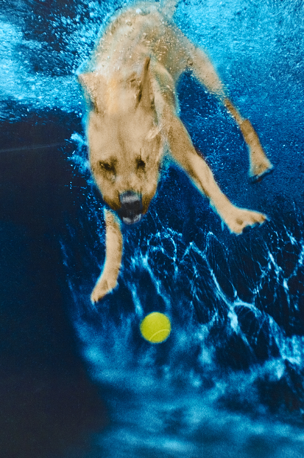 Dog Photograph - Belly Flop by Jill Reger
