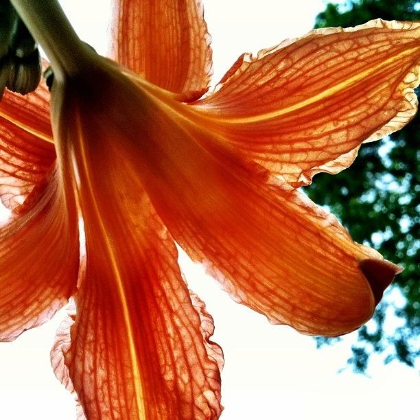 Tigerlily Photograph - Below The Tiger Lily by David Rondeau