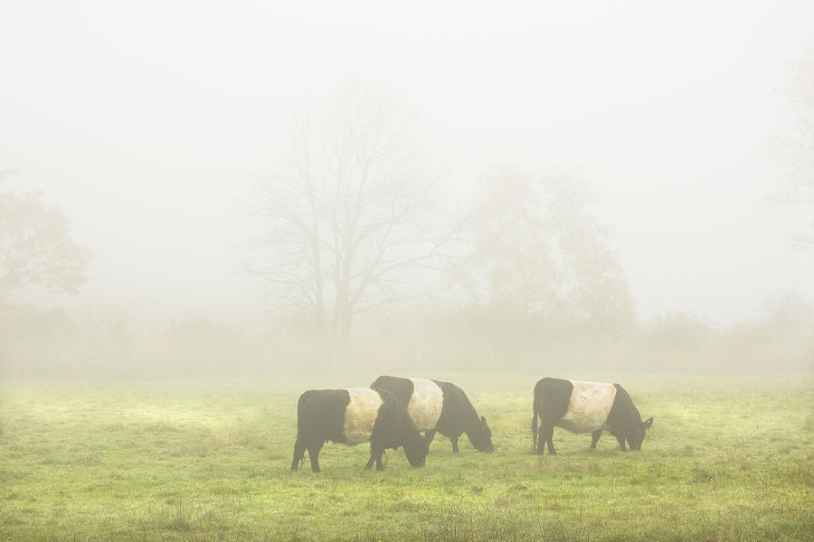 Belted Galloway Cows Grazing On foggy Farm Field Maine Photograph by Keith Webber Jr