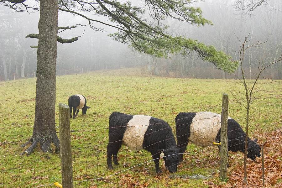 Cow Photograph - Belted Galloway Cows On Farm In Rockport Maine Photograph by Keith Webber Jr