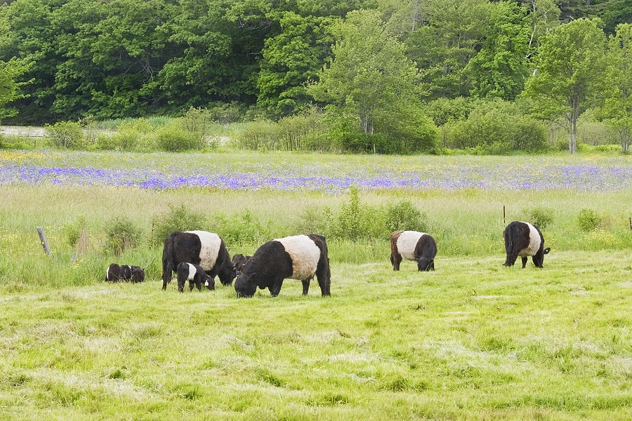 Belted Galloway Cows Pasture Rockport Maine Photograph Photograph by Keith Webber Jr