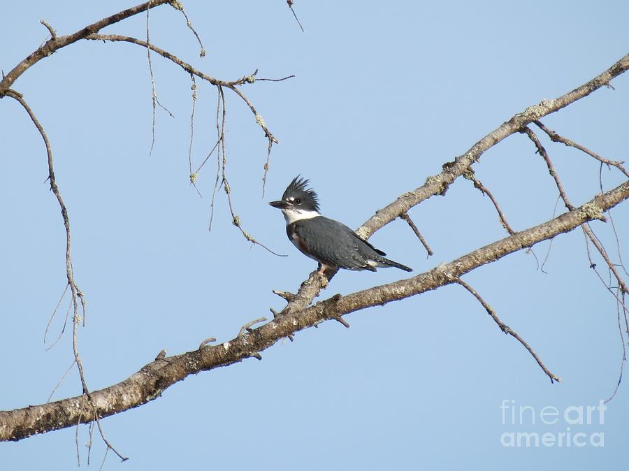 Belted Kingfisher Photograph by Gayle Swigart