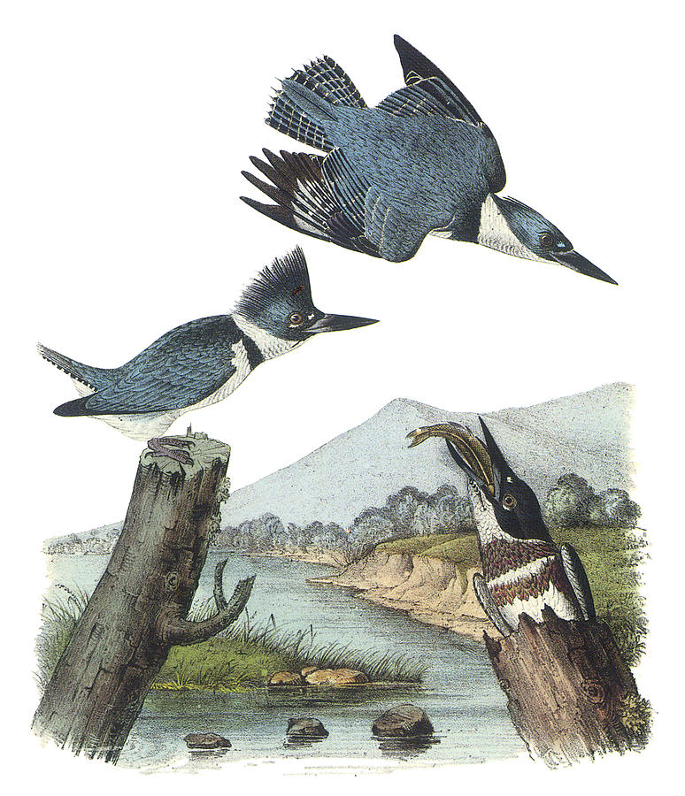 John James Audubon Painting - Belted Kingfisher by John James Audubon