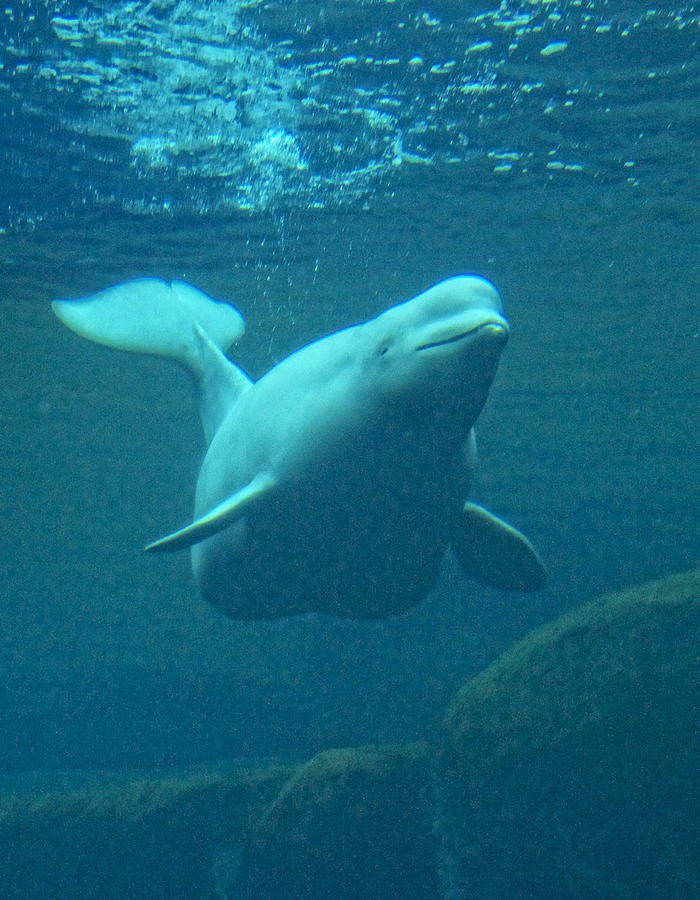 Beluga Photograph by Diana Cox - Fine Art America