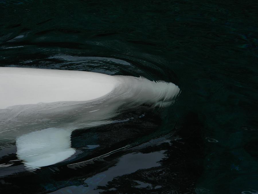 Beluga Impressions 3 Photograph by Marwan George Khoury