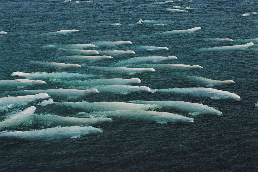 Beluga Pod Swimming And Molting Photograph by Flip Nicklin
