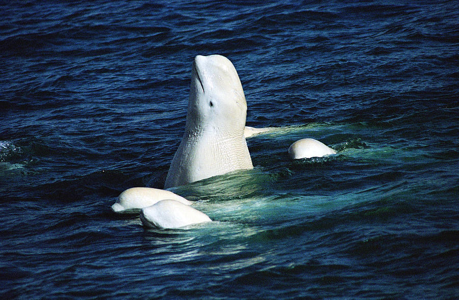 Beluga Rubbing Tail On Stream Bed Nwt Photograph by Flip Nicklin