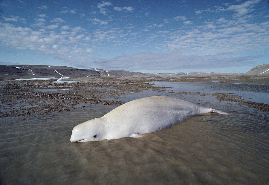 Beluga  Stranded At Low Tide Somerset Photograph by Flip Nicklin