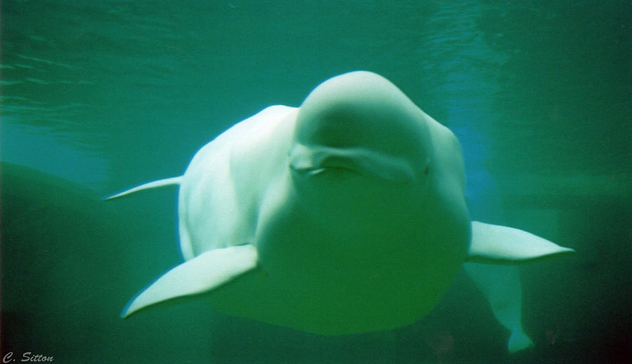Beluga Whale Photograph by C Sitton
