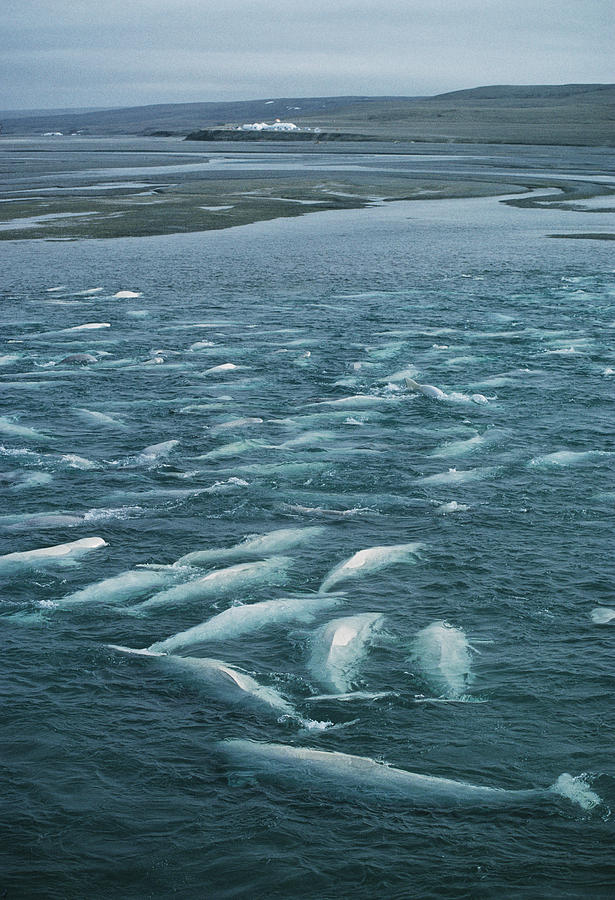 Wildlife Photograph - Beluga Whales Moulting by Doug Allan