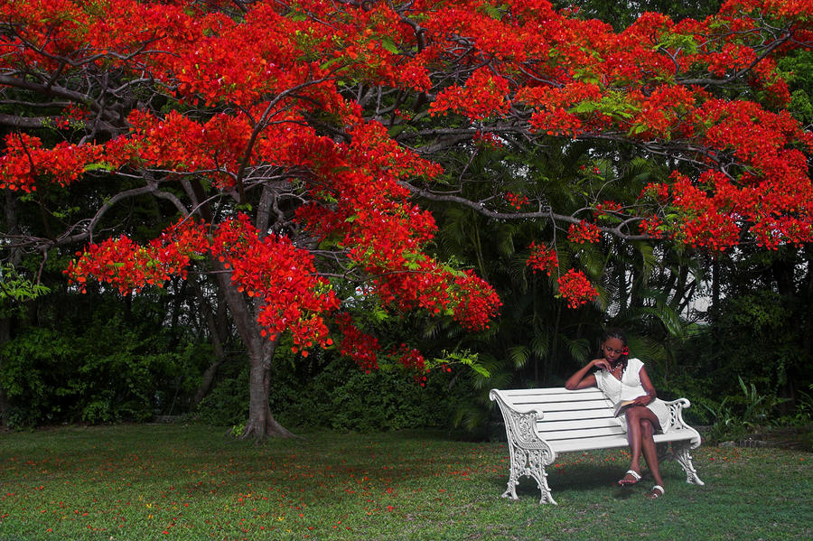 Bench and Red Flamboyant- St Lucia Photograph by Chester Williams