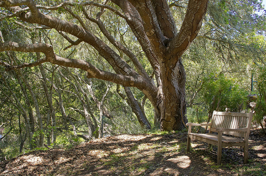 Bench and Tree in Cambria II Photograph by Mick Anderson