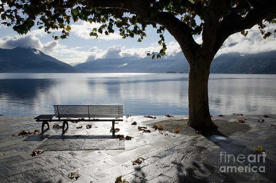 Tree Photograph - Bench and tree on the lakefront by Mats Silvan