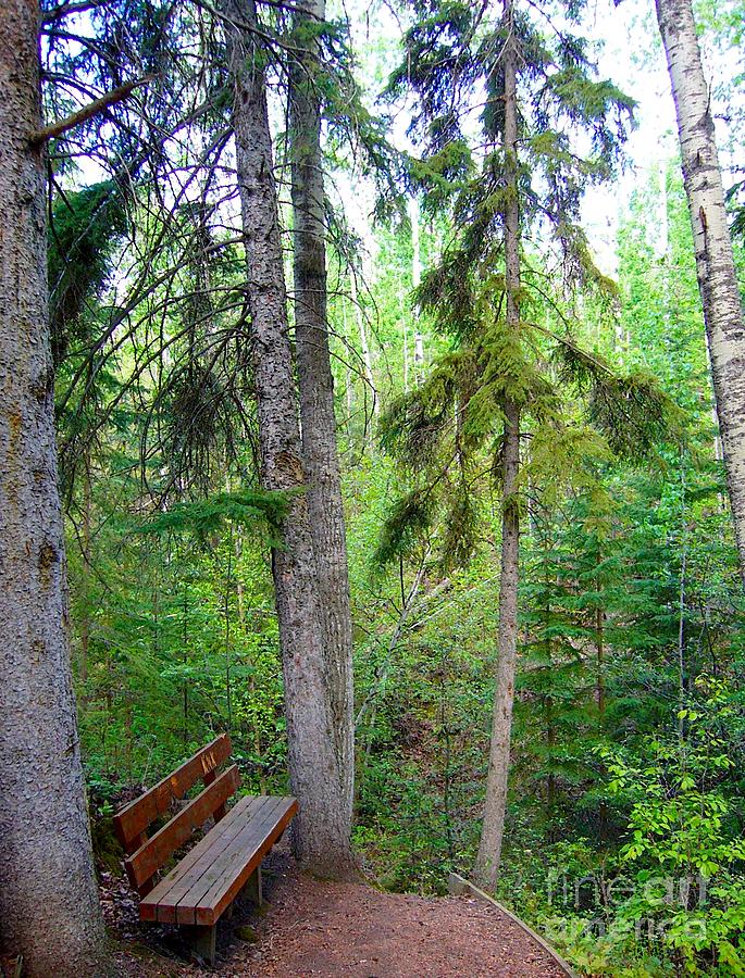 Bench in the Forest Photograph by Jim Sauchyn