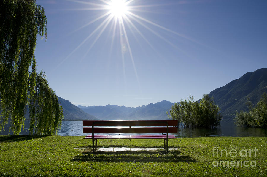 Tree Photograph - Bench on the lakefront by Mats Silvan
