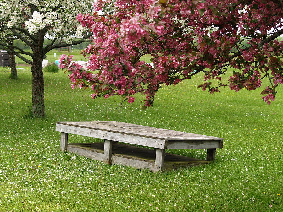 Bench Under Tree Photograph - Bench under Apple Trees 1 by Susan Buscho