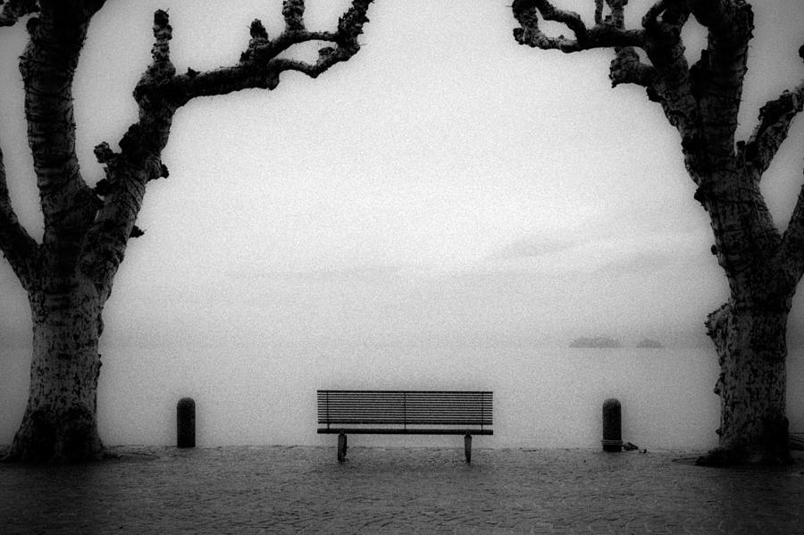 Bench Under Sycamore Trees Photograph by Joana Kruse
