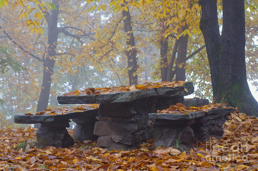 Benches and table in autumn Photograph by Mats Silvan