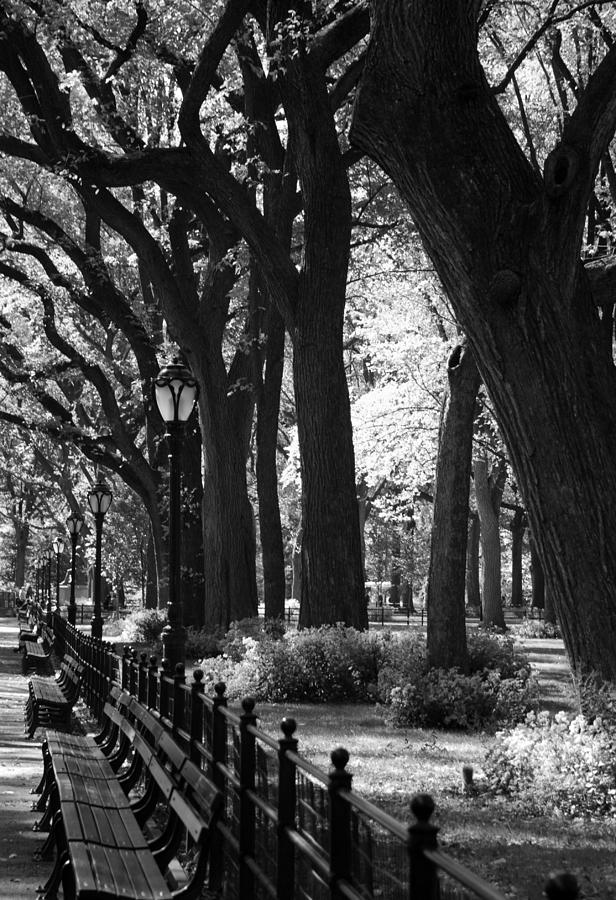 Black And White Photograph - BENCHES TREES and LAMPS in BLACK AND WHITE by Rob Hans