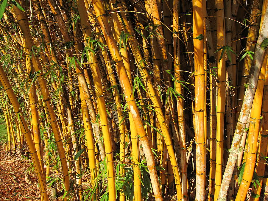 Bending Bamboo Photograph by Steve Keller